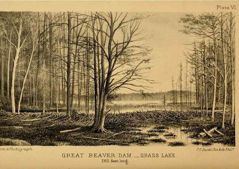 Reproducción/Reproduction 8358393888: The American beaver and his works.. Philadelphia,J.B. Lippincott & Co.,1868.