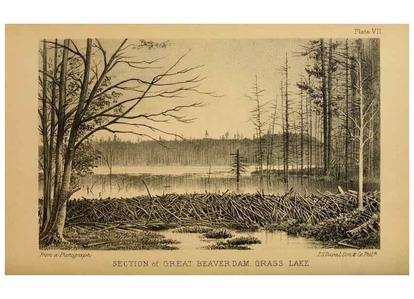 Reproducción/Reproduction 8357332787: The American beaver and his works.. Philadelphia,J.B. Lippincott & Co.,1868.