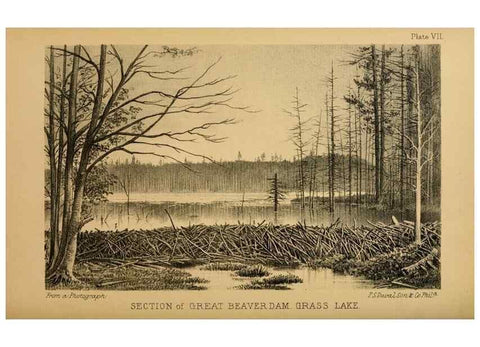 Reproducción/Reproduction 8357332787: The American beaver and his works.. Philadelphia,J.B. Lippincott & Co.,1868.