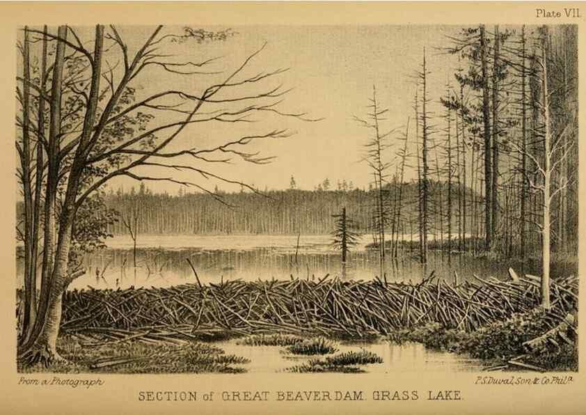 Reproducción/Reproduction 8357332787: The American beaver and his works.. Philadelphia,J.B. Lippincott & Co.,1868.