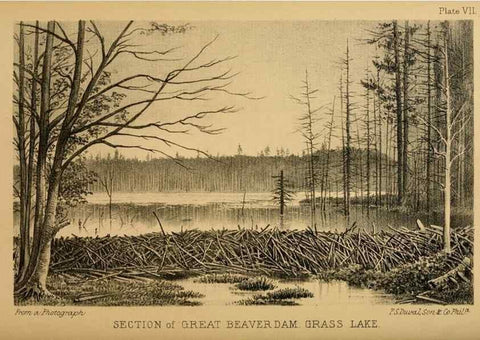 Reproducción/Reproduction 8357332787: The American beaver and his works.. Philadelphia,J.B. Lippincott & Co.,1868.