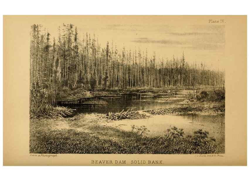 Reproducción/Reproduction 8358397058: The American beaver and his works.. Philadelphia,J.B. Lippincott & Co.,1868.
