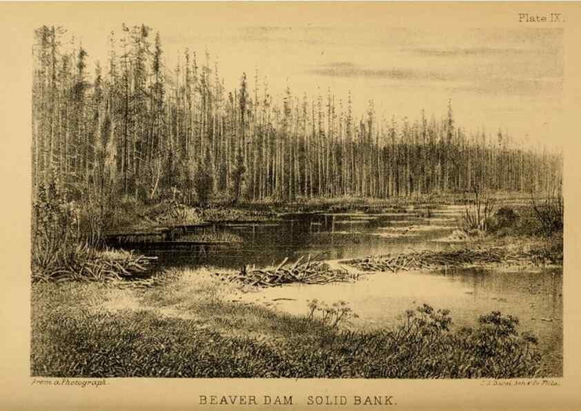 Reproducción/Reproduction 8358397058: The American beaver and his works.. Philadelphia,J.B. Lippincott & Co.,1868.