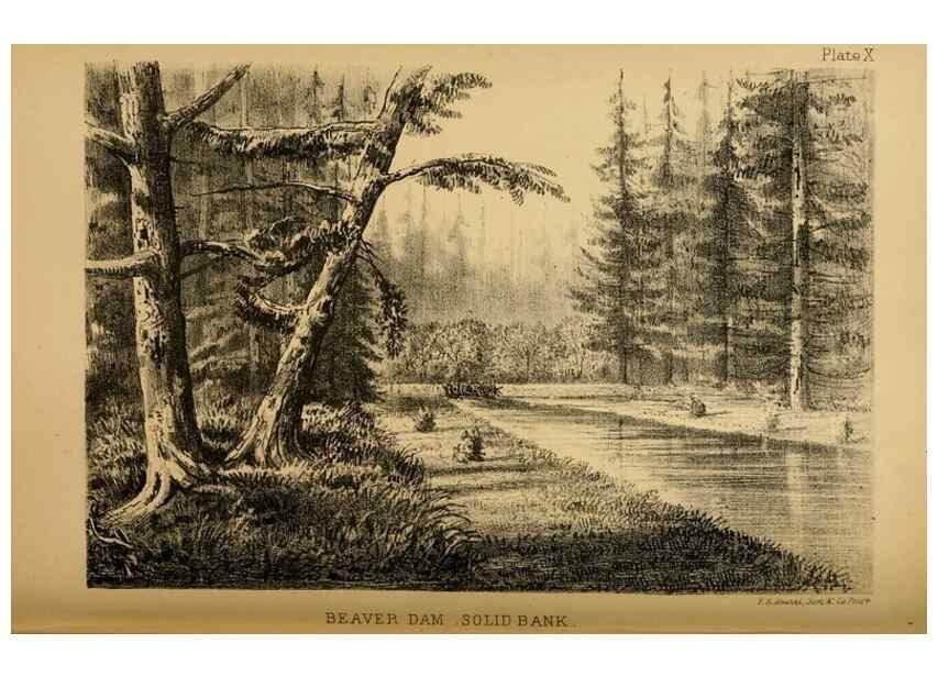 Reproducción/Reproduction 8358398222: The American beaver and his works.. Philadelphia,J.B. Lippincott & Co.,1868.