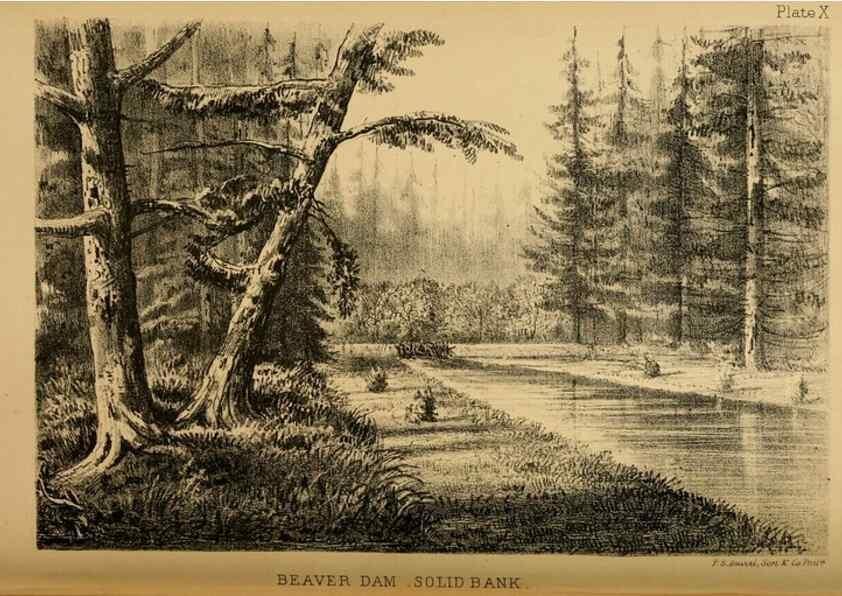Reproducción/Reproduction 8358398222: The American beaver and his works.. Philadelphia,J.B. Lippincott & Co.,1868.