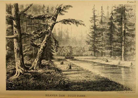 Reproducción/Reproduction 8358398222: The American beaver and his works.. Philadelphia,J.B. Lippincott & Co.,1868.
