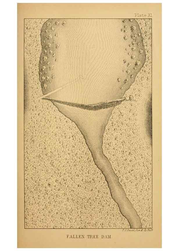 Reproducción/Reproduction 8357337099: The American beaver and his works.. Philadelphia,J.B. Lippincott & Co.,1868.