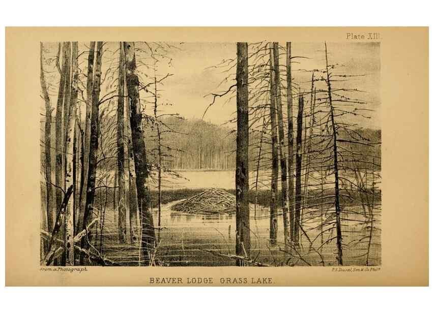 Reproducción/Reproduction 8358401830: The American beaver and his works.. Philadelphia,J.B. Lippincott & Co.,1868.