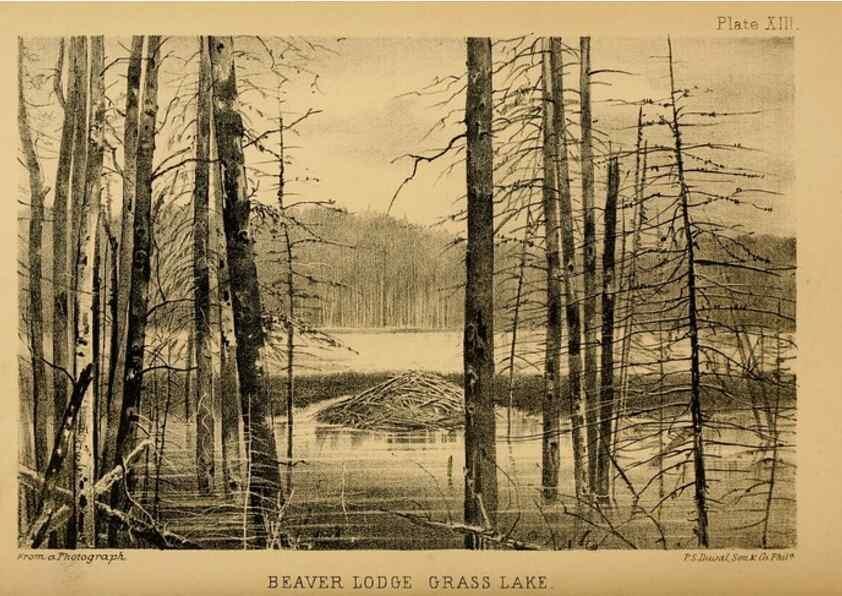 Reproducción/Reproduction 8358401830: The American beaver and his works.. Philadelphia,J.B. Lippincott & Co.,1868.