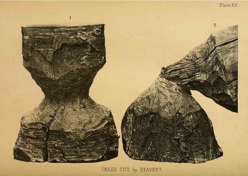 Reproducción/Reproduction 8358404202: The American beaver and his works.. Philadelphia,J.B. Lippincott & Co.,1868.