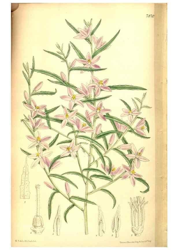 Reproducción/Reproduction 8346228601: Curtis's botanical magazine.. London ;New York [etc.] :Academic Press [etc.]