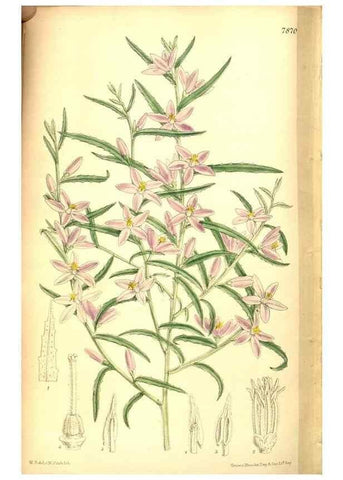 Reproducción/Reproduction 8346228601: Curtis's botanical magazine.. London ;New York [etc.] :Academic Press [etc.]