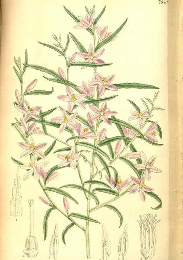 Reproducción/Reproduction 8346228601: Curtis's botanical magazine.. London ;New York [etc.] :Academic Press [etc.]