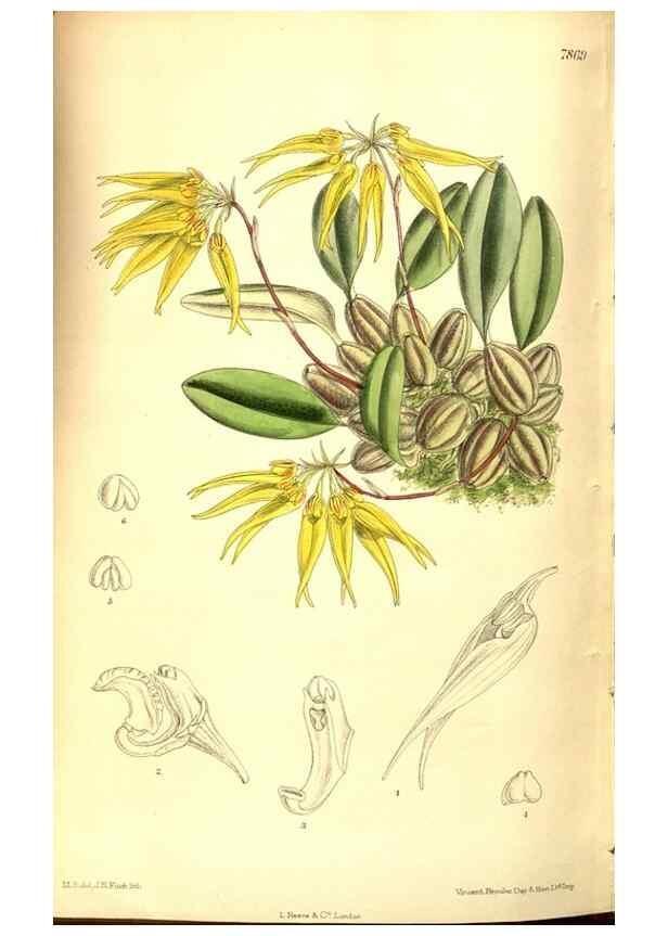 Reproducción/Reproduction 8346227741: Curtis's botanical magazine.. London ;New York [etc.] :Academic Press [etc.]
