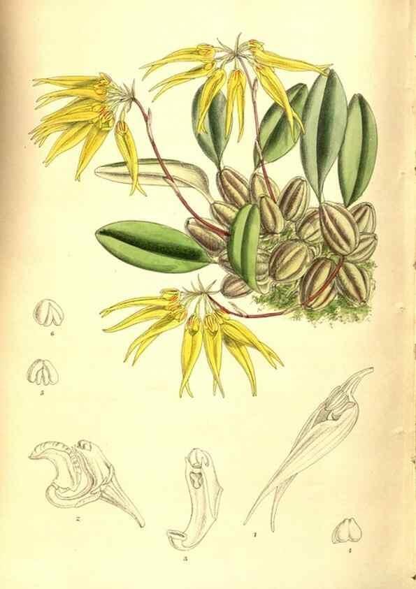 Reproducción/Reproduction 8346227741: Curtis's botanical magazine.. London ;New York [etc.] :Academic Press [etc.]