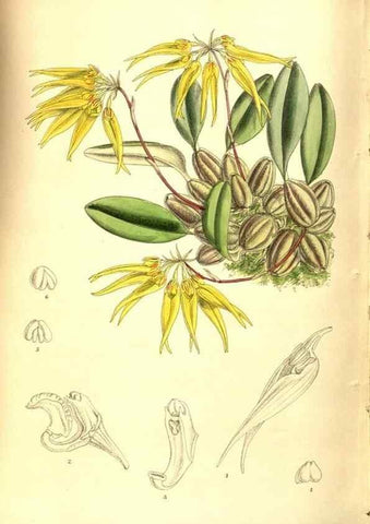 Reproducción/Reproduction 8346227741: Curtis's botanical magazine.. London ;New York [etc.] :Academic Press [etc.]