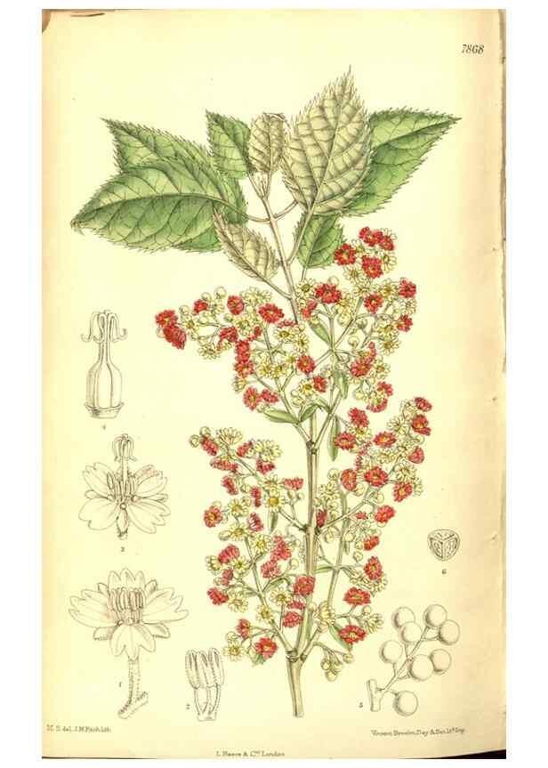 Reproducción/Reproduction 8346226885: Curtis's botanical magazine.. London ;New York [etc.] :Academic Press [etc.]