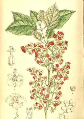Reproducción/Reproduction 8346226885: Curtis's botanical magazine.. London ;New York [etc.] :Academic Press [etc.]