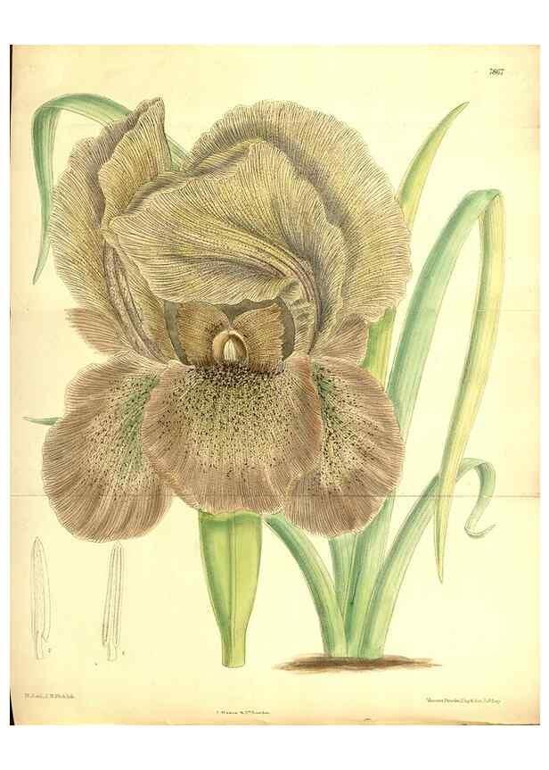 Reproducción/Reproduction 8346225971: Curtis's botanical magazine.. London ;New York [etc.] :Academic Press [etc.]