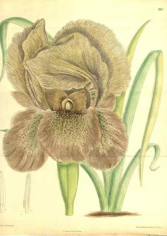 Reproducción/Reproduction 8346225971: Curtis's botanical magazine.. London ;New York [etc.] :Academic Press [etc.]