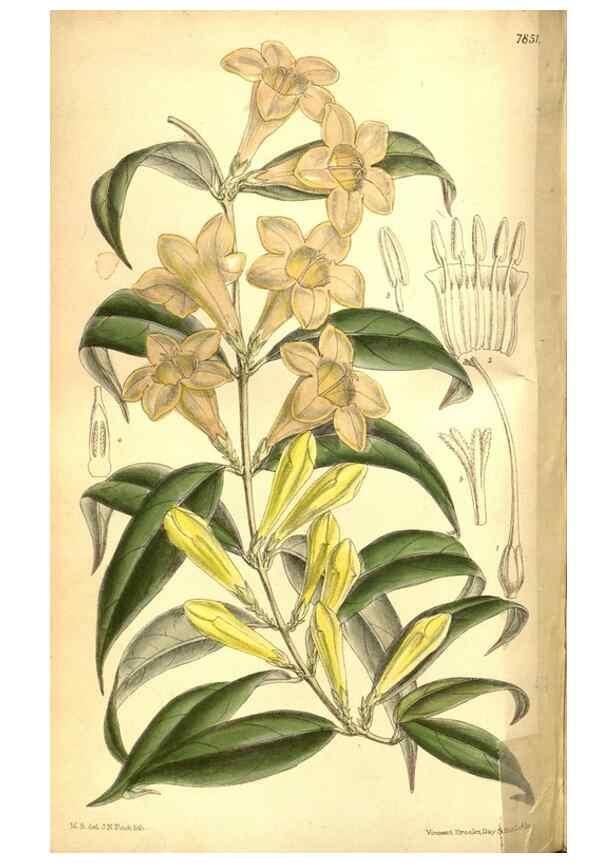 Reproducción/Reproduction 8347264734: Curtis's botanical magazine.. London ;New York [etc.] :Academic Press [etc.]
