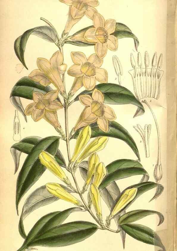 Reproducción/Reproduction 8347264734: Curtis's botanical magazine.. London ;New York [etc.] :Academic Press [etc.]