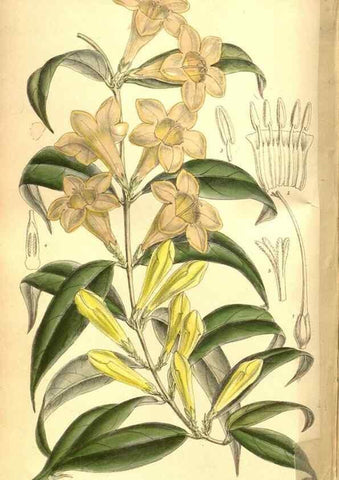 Reproducción/Reproduction 8347264734: Curtis's botanical magazine.. London ;New York [etc.] :Academic Press [etc.]