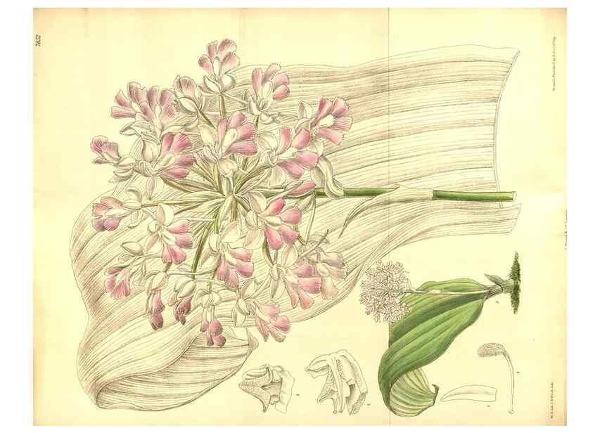 Reproducción/Reproduction 8346211623: Curtis's botanical magazine.. London ;New York [etc.] :Academic Press [etc.]