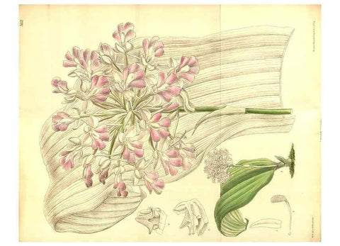 Reproducción/Reproduction 8346211623: Curtis's botanical magazine.. London ;New York [etc.] :Academic Press [etc.]