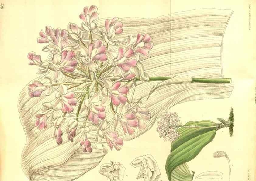 Reproducción/Reproduction 8346211623: Curtis's botanical magazine.. London ;New York [etc.] :Academic Press [etc.]