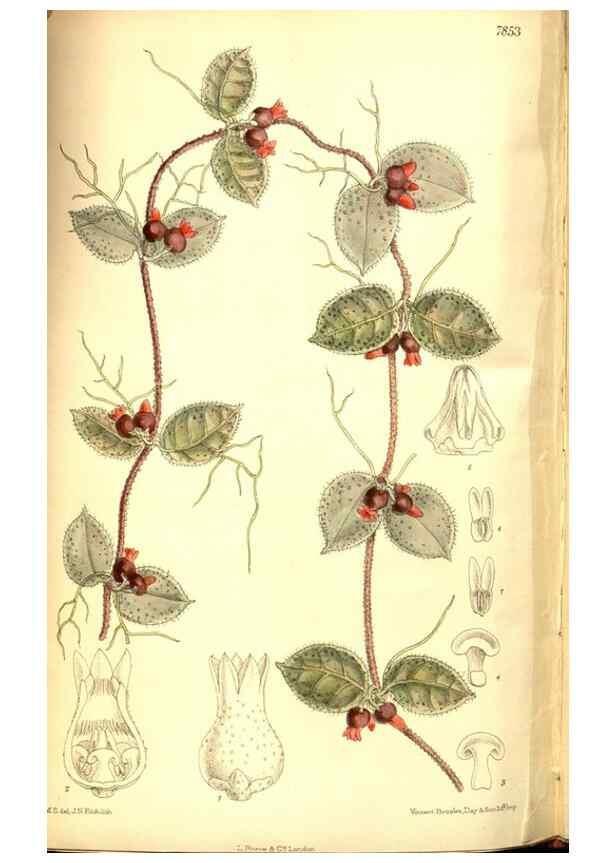 Reproducción/Reproduction 8347266648: Curtis's botanical magazine.. London ;New York [etc.] :Academic Press [etc.]