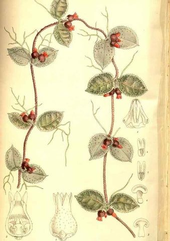 Reproducción/Reproduction 8347266648: Curtis's botanical magazine.. London ;New York [etc.] :Academic Press [etc.]