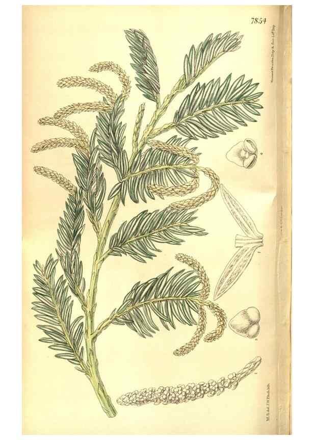 Reproducción/Reproduction 8346213363: Curtis's botanical magazine.. London ;New York [etc.] :Academic Press [etc.]