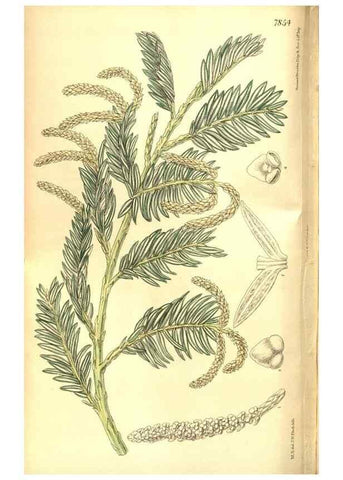 Reproducción/Reproduction 8346213363: Curtis's botanical magazine.. London ;New York [etc.] :Academic Press [etc.]