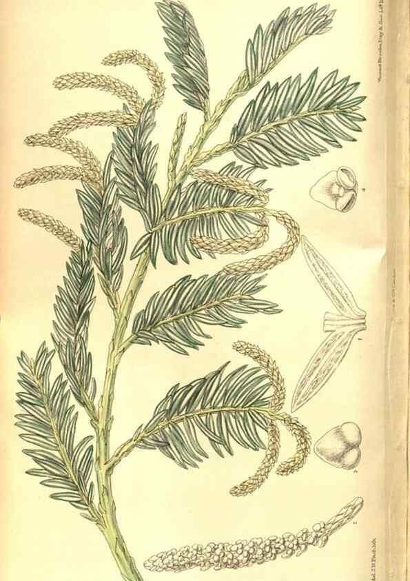 Reproducción/Reproduction 8346213363: Curtis's botanical magazine.. London ;New York [etc.] :Academic Press [etc.]