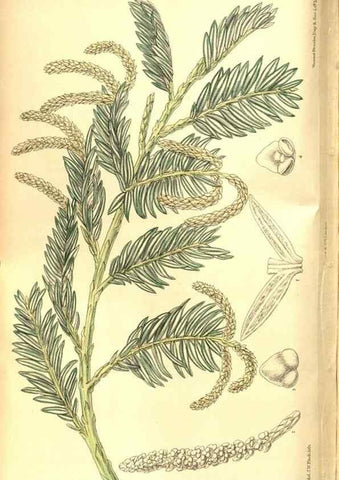 Reproducción/Reproduction 8346213363: Curtis's botanical magazine.. London ;New York [etc.] :Academic Press [etc.]