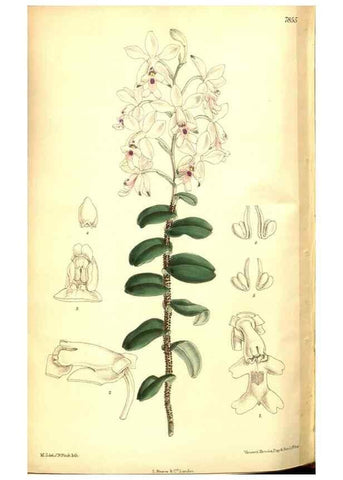 Reproducción/Reproduction 8347268422: Curtis's botanical magazine.. London ;New York [etc.] :Academic Press [etc.]