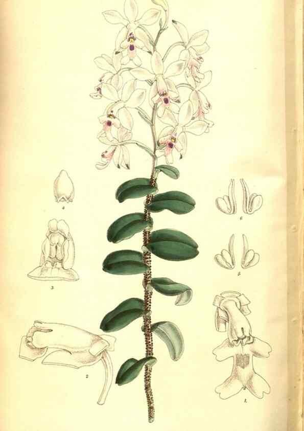 Reproducción/Reproduction 8347268422: Curtis's botanical magazine.. London ;New York [etc.] :Academic Press [etc.]
