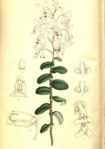 Reproducción/Reproduction 8347268422: Curtis's botanical magazine.. London ;New York [etc.] :Academic Press [etc.]