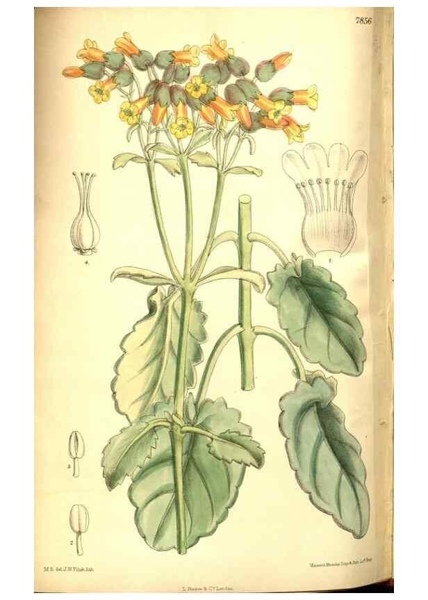 Reproducción/Reproduction 8347269456: Curtis's botanical magazine.. London ;New York [etc.] :Academic Press [etc.]