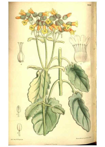 Reproducción/Reproduction 8347269456: Curtis's botanical magazine.. London ;New York [etc.] :Academic Press [etc.]