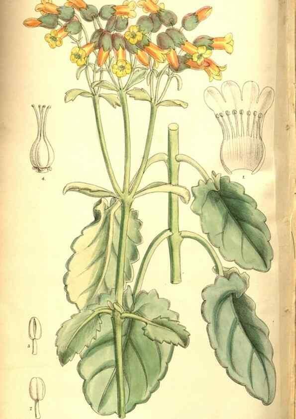 Reproducción/Reproduction 8347269456: Curtis's botanical magazine.. London ;New York [etc.] :Academic Press [etc.]