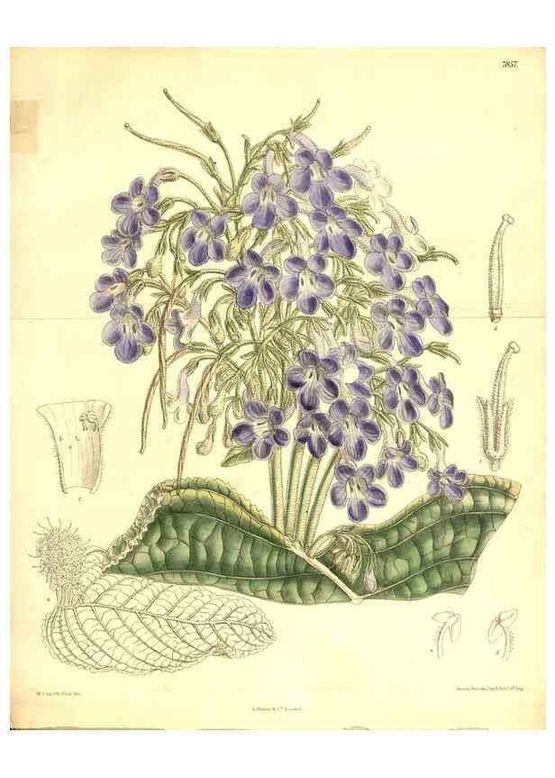 Reproducción/Reproduction 8347270466: Curtis's botanical magazine.. London ;New York [etc.] :Academic Press [etc.]