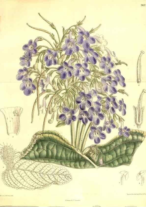 Reproducción/Reproduction 8347270466: Curtis's botanical magazine.. London ;New York [etc.] :Academic Press [etc.]