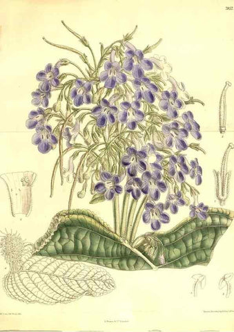 Reproducción/Reproduction 8347270466: Curtis's botanical magazine.. London ;New York [etc.] :Academic Press [etc.]