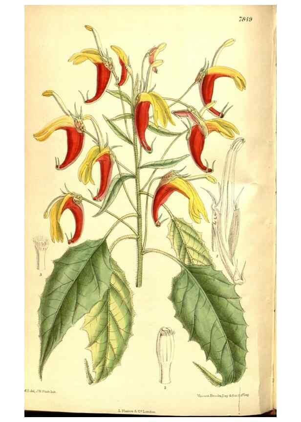 Reproducción/Reproduction 8346208719: Curtis's botanical magazine.. London ;New York [etc.] :Academic Press [etc.]