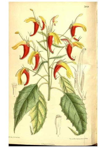 Reproducción/Reproduction 8346208719: Curtis's botanical magazine.. London ;New York [etc.] :Academic Press [etc.]