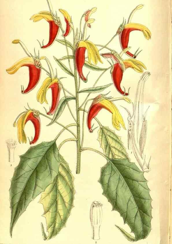 Reproducción/Reproduction 8346208719: Curtis's botanical magazine.. London ;New York [etc.] :Academic Press [etc.]