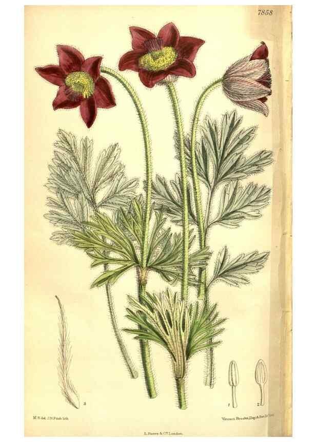 Reproducción/Reproduction 8347271400: Curtis's botanical magazine.. London ;New York [etc.] :Academic Press [etc.]
