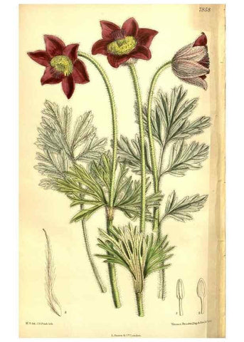 Reproducción/Reproduction 8347271400: Curtis's botanical magazine.. London ;New York [etc.] :Academic Press [etc.]